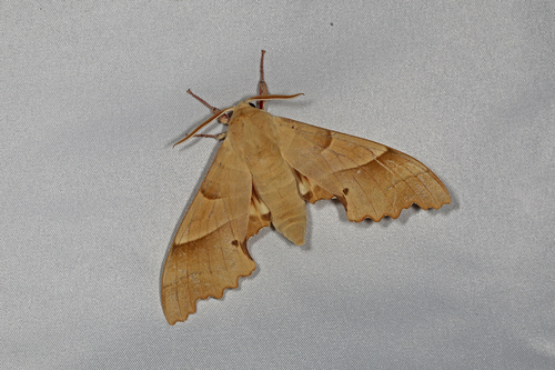 Marumba quercus