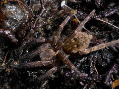 Uliodon albopunctatus