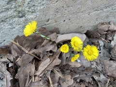 Tussilago farfara