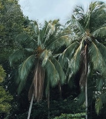 Cocos nucifera image