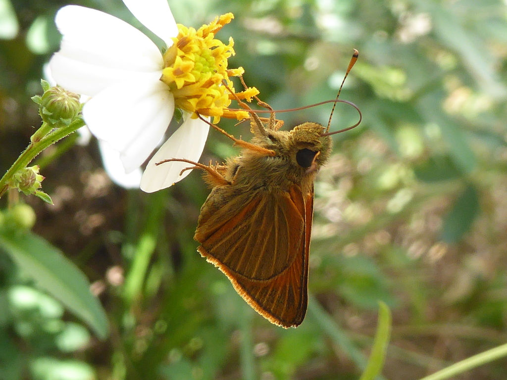 Radians Skipper