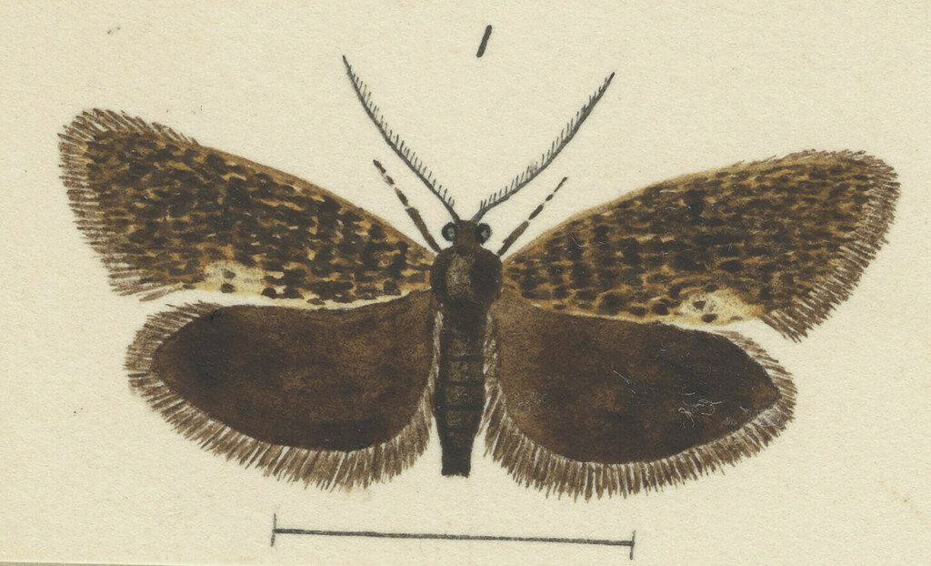 Mallobathra tonnoiri