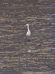 Egretta garzetta