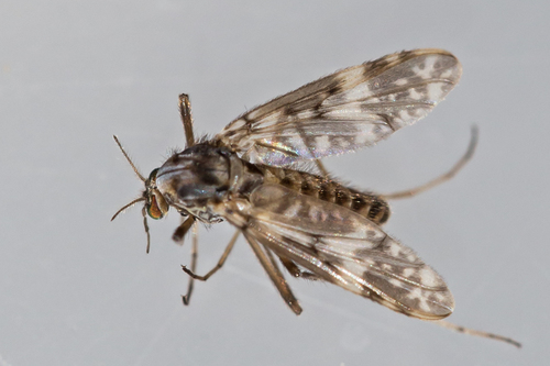 Psectrotanypus dyari