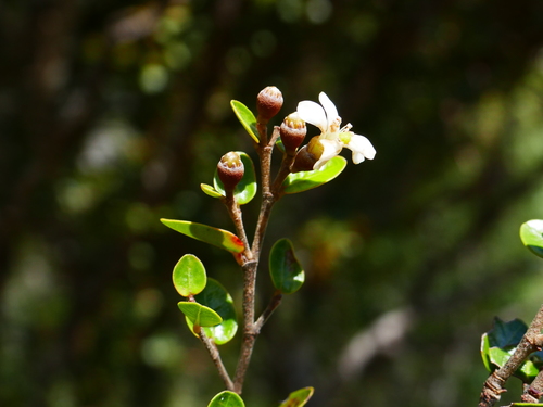 Sarcolaenaceae image