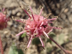 Abronia macrocarpa