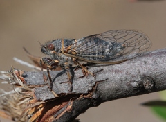 Platypedia laticapitata