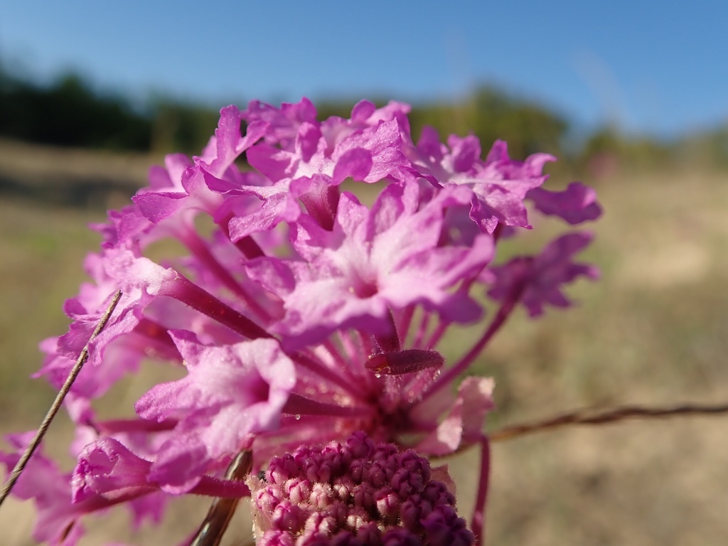 largefruit sand verbena in April 2019 by Clifton Ladd, C.W.B. · iNaturalist