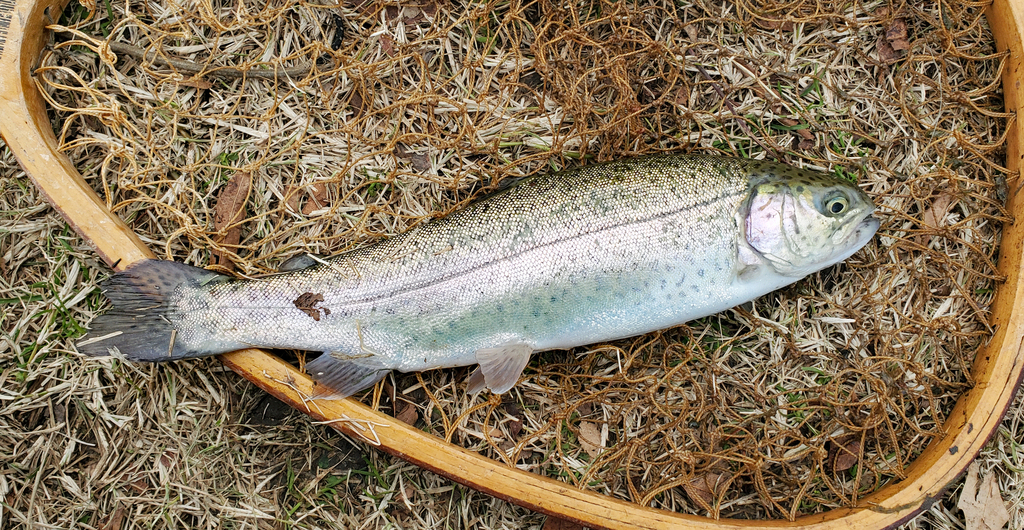 Rainbow Trout from Tulsa, OK, USA on January 6, 2024 at 0422 PM by