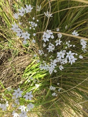 Allium subhirsutum