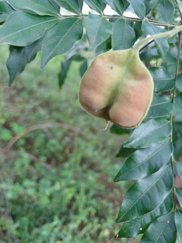 Image of Majidea zanguebarica by (c) Hopeland, some rights reserved (CC BY)