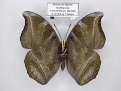 Charaxes doubledayi