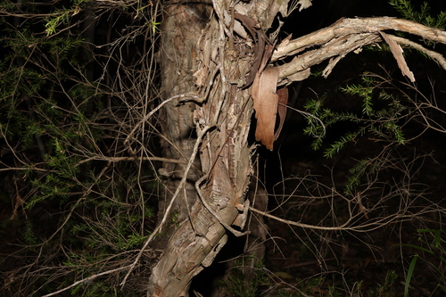 Image of Melaleuca decora by (c) Greg Tasney, some rights reserved (CC BY-SA)