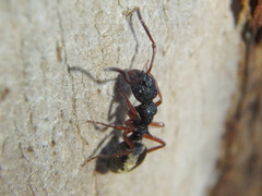 Dolichoderus scabridus