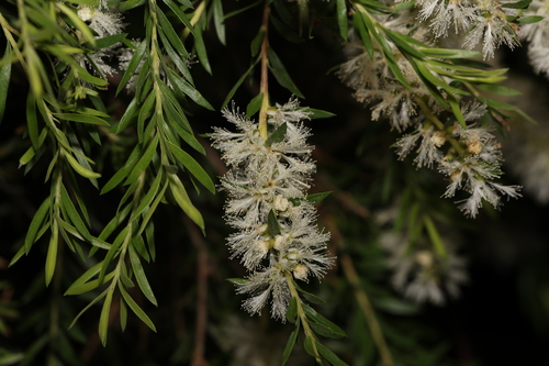 Melaleuca decora, photograph 3