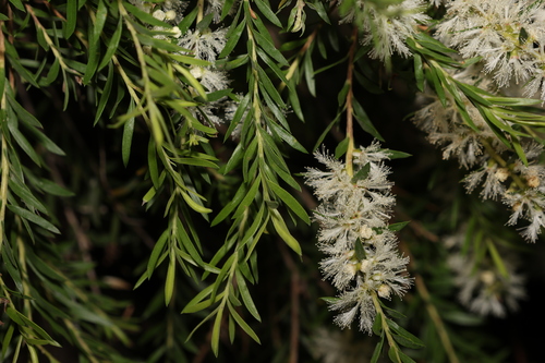 Image of Melaleuca decora by (c) Greg Tasney, some rights reserved (CC BY-SA)