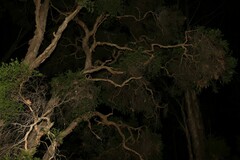 Melaleuca decora, photograph (c) Greg Tasney, some rights reserved (CC BY-SA)