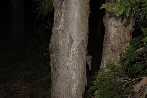 Melaleuca decora, photograph 5