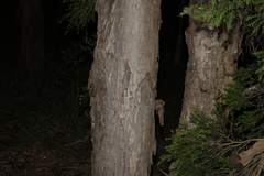 Melaleuca decora, photograph (c) Greg Tasney, some rights reserved (CC BY-SA)