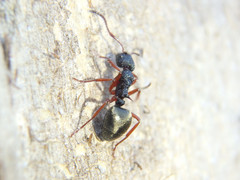 Dolichoderus scabridus