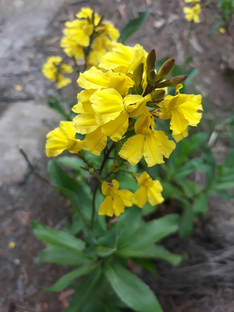 Goodenia decurrens