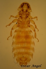 Heterodoxus spiniger
