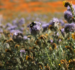 Bombus crotchii
