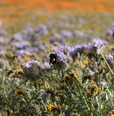 Bombus crotchii