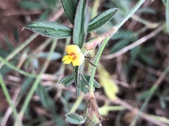 Stylosanthes fruticosa