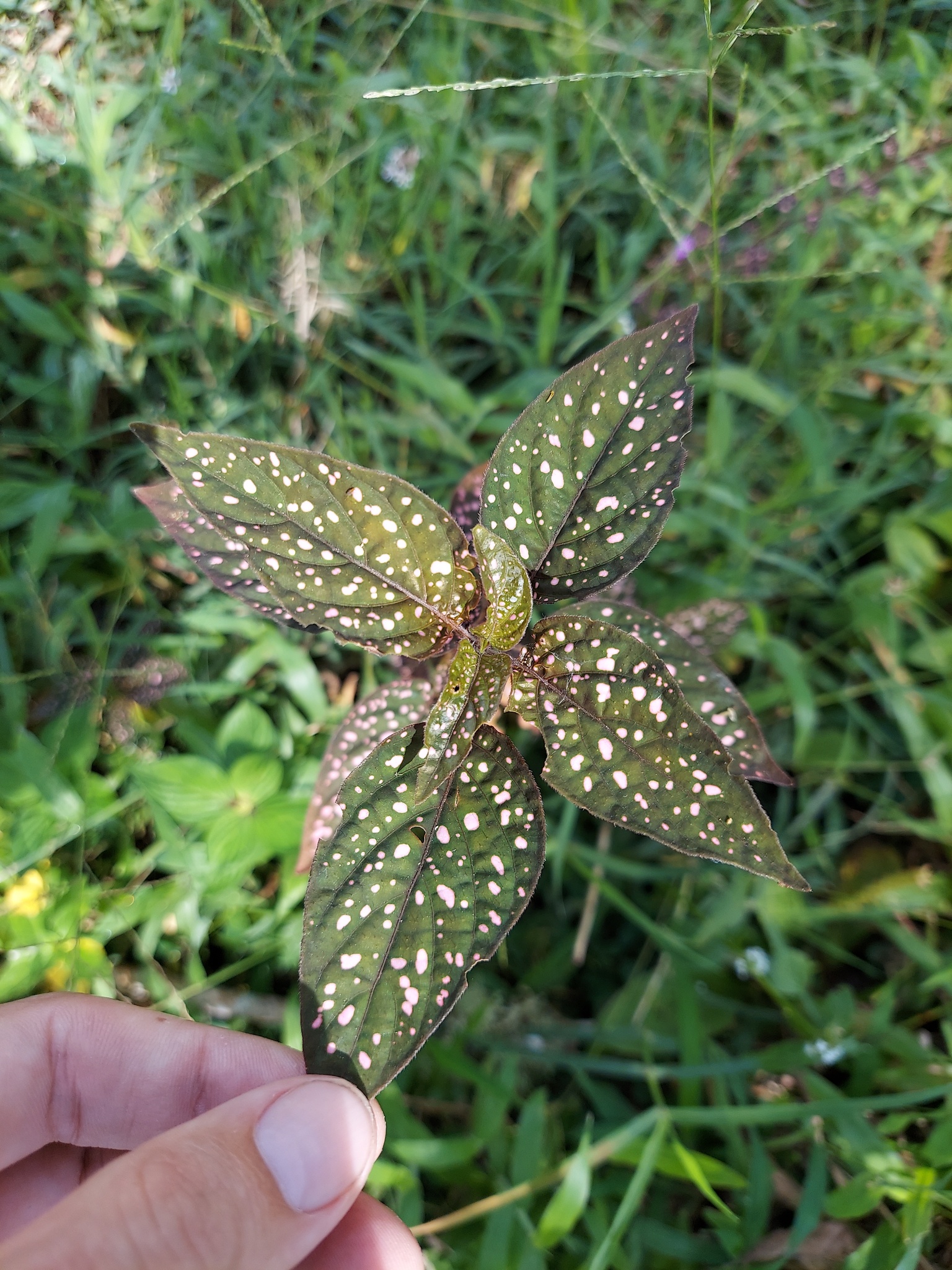 Imagem de Planta-pintada