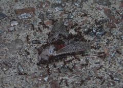 Polyphagozerra coffeae