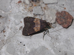 Hydrillodes abavalis