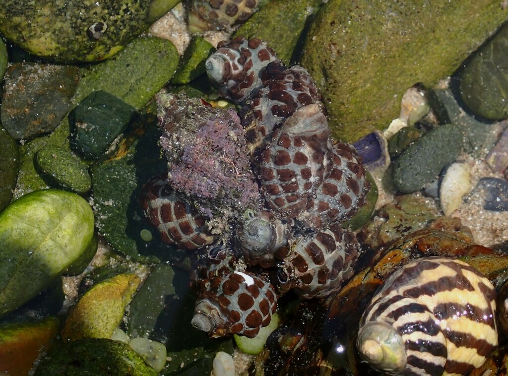 Mulberry Whelk from Woolgoolga NSW 2456, Australia on January 7, 2024 ...