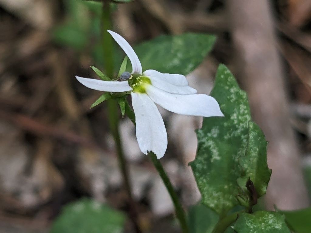 White Root from Valla NSW 2448, Australia on January 7, 2024 at 03:12 ...