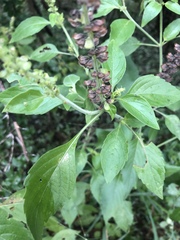 Ocimum americanum americanum