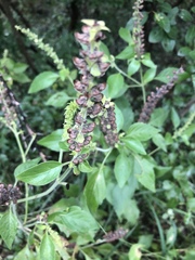 Ocimum americanum americanum