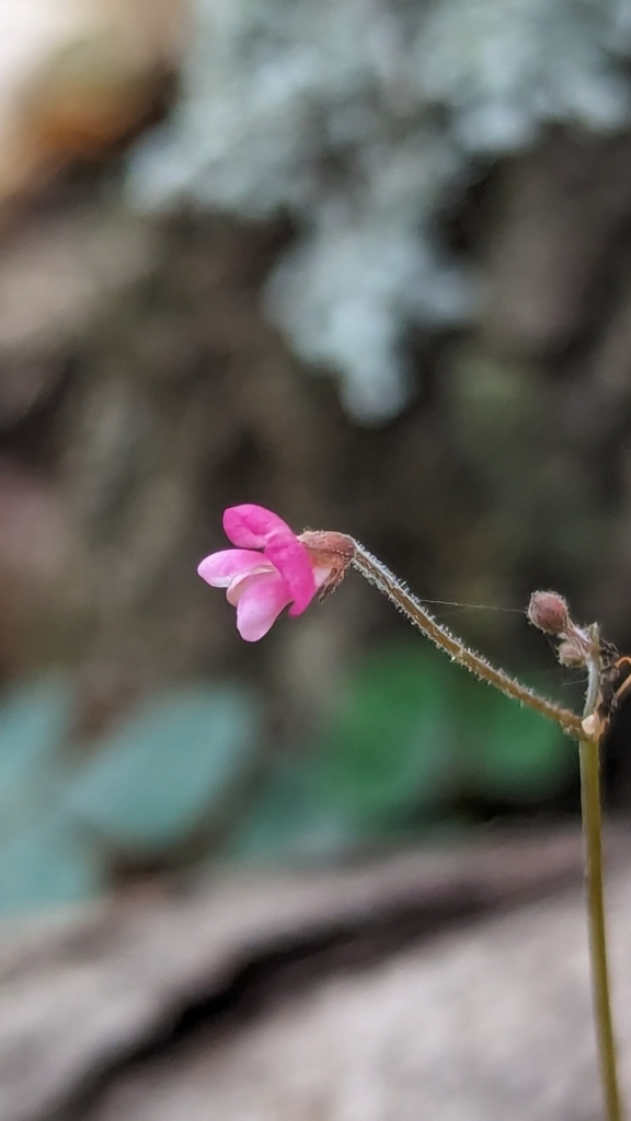 Pullenia In January 2024 By Hasinta INaturalist   Large 