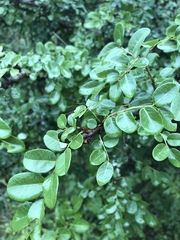 Phyllanthus reticulatus reticulatus