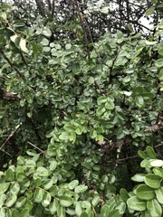 Phyllanthus reticulatus reticulatus