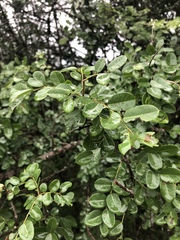 Phyllanthus reticulatus reticulatus