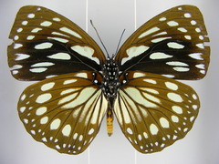 Charaxes eurinome ansellica