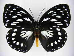 Charaxes eurinome ansellica