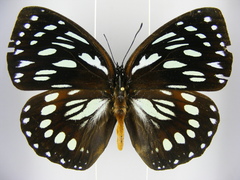 Charaxes eurinome ansellica