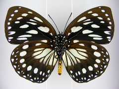 Charaxes eurinome ansellica