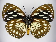 Charaxes eurinome ansellica