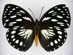 Charaxes eurinome ansellica