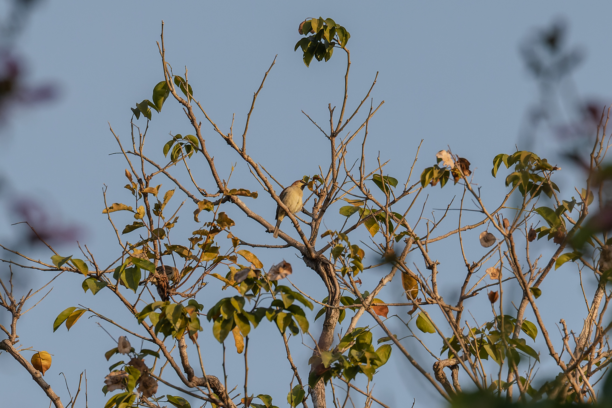 Plain-backed Sparrow