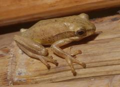 Hyperolius viridiflavus