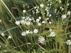 Dischisma ciliatum erinoides