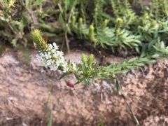 Dischisma ciliatum erinoides